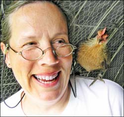 dutch-bantam-chicken-laura-haggarty